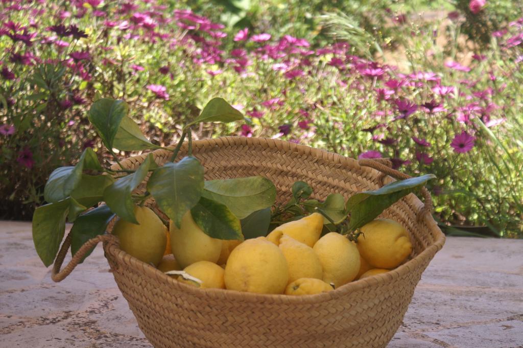 Agroturismo Es Pla De Llodra Manacor  Bilik gambar